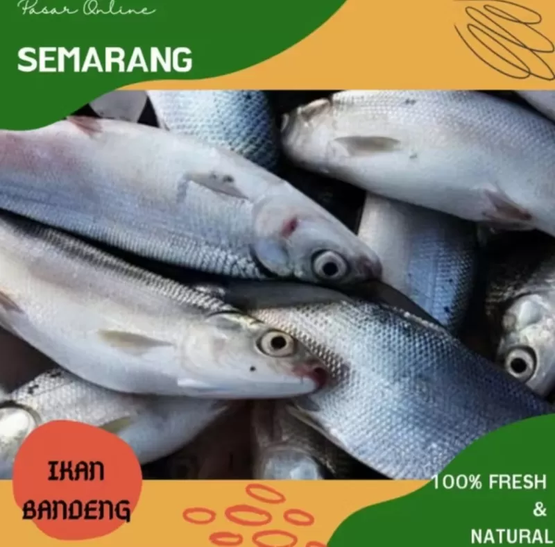 Ikan Bandeng bersih